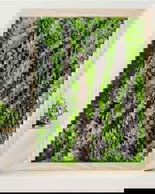 Tablou licheni naturali si stabilizati, licheni decorativi