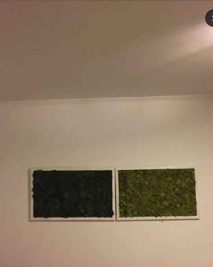 Set tablou licheni naturali si stabilizati, licheni decorativi