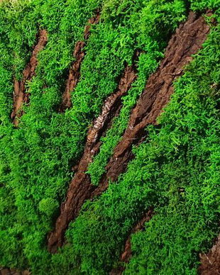 Tablou licheni naturali si stabilizati, licheni decorativi