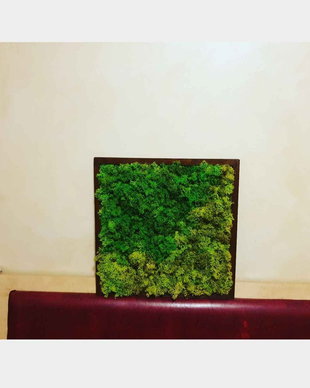 Tablou licheni naturali si stabilizati, licheni decorativi