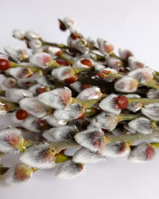 Mâțișori de Salcie,Salix (Pussywillow) - 20 crenguțe/buchet