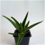 Aloe Arborescens în ghiveci, plantă naturală decorativă