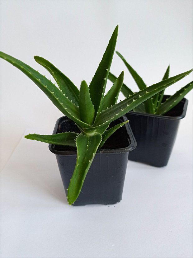 Aloe Arborescens în ghiveci, plantă naturală decorativă