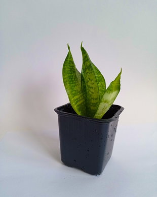 Sansevieria ,,Limba Soacrei " în ghiveci, plantă naturală decorativă