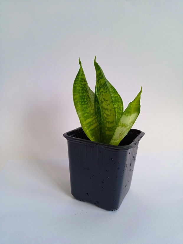 Sansevieria ,,Limba Soacrei " în ghiveci, plantă naturală decorativă