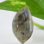 Pandantiv labradorit 33x17x8mm