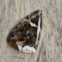 Cabochon jasp crazy horse, 35x22 mm