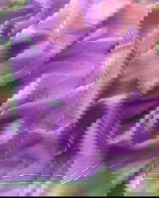 Esarfa silk pictata, China