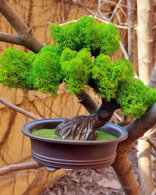 Copac Bonsai decorat cu licheni