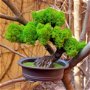 Copac Bonsai decorat cu licheni