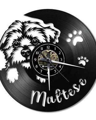 BICHON MALTESE- ceas de perete