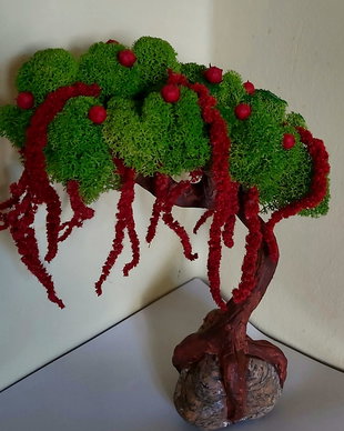 Bonsai exotic