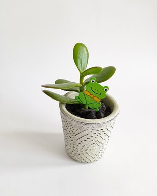Plantă naturală suculentă-Arbore de Jad, Copacul Banilor (Crassula Ovata) în ghiveci ceramic