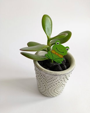 Plantă naturală suculentă-Arbore de Jad, Copacul Banilor (Crassula Ovata) în ghiveci ceramic