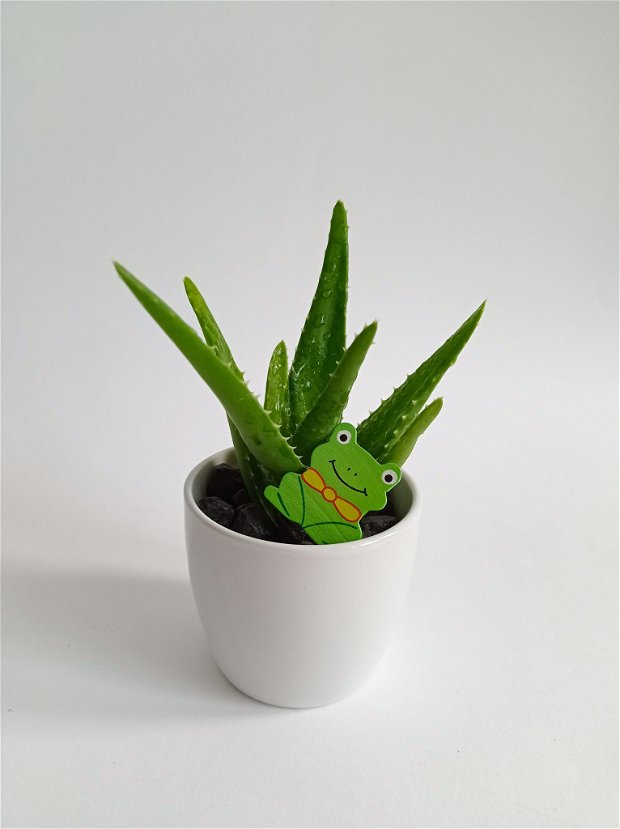 Aloe Arborescens în ghiveci ceramic alb