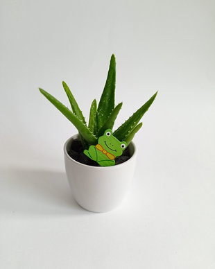 Aloe Arborescens în ghiveci ceramic alb