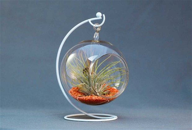 Glob de sticlă, terariu cu plante aeriene