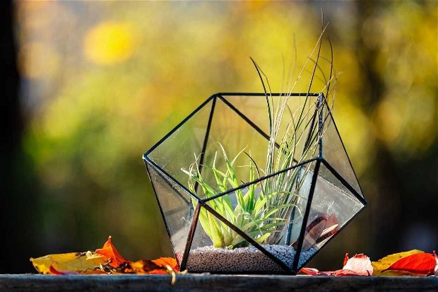 Semi-icosaedru, terariu cu plante aeriene, handmade