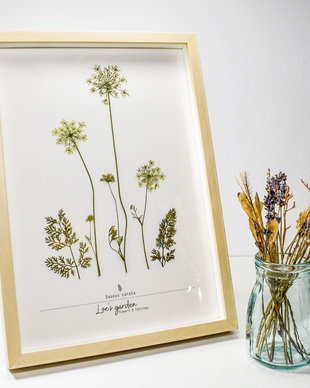 Tablou flori presate Daucus carota Morcov sălbatic
