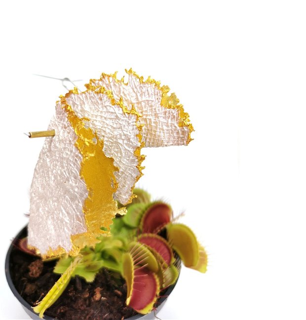 Venus Trap- A Story in White Collection