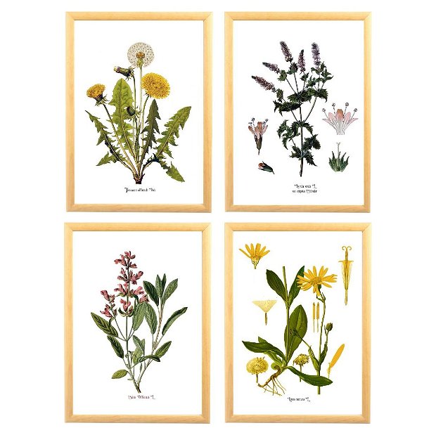Set 4 Postere Plante Medicinale