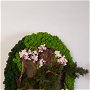 Bonsai infloriți , tablou oval cu mușchi și plante stabilizate