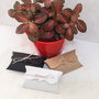 Set 10 cutiute pillow deco