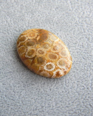 Caboson coral fosil (C81)