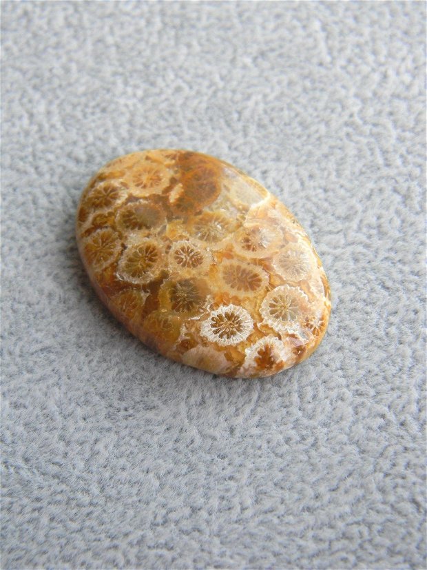 Caboson coral fosil (C81)