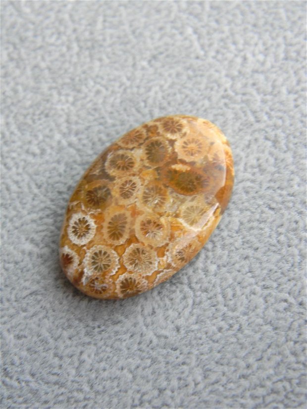 Caboson coral fosil (C81)