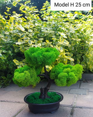 Copac Bonsai decorat cu licheni