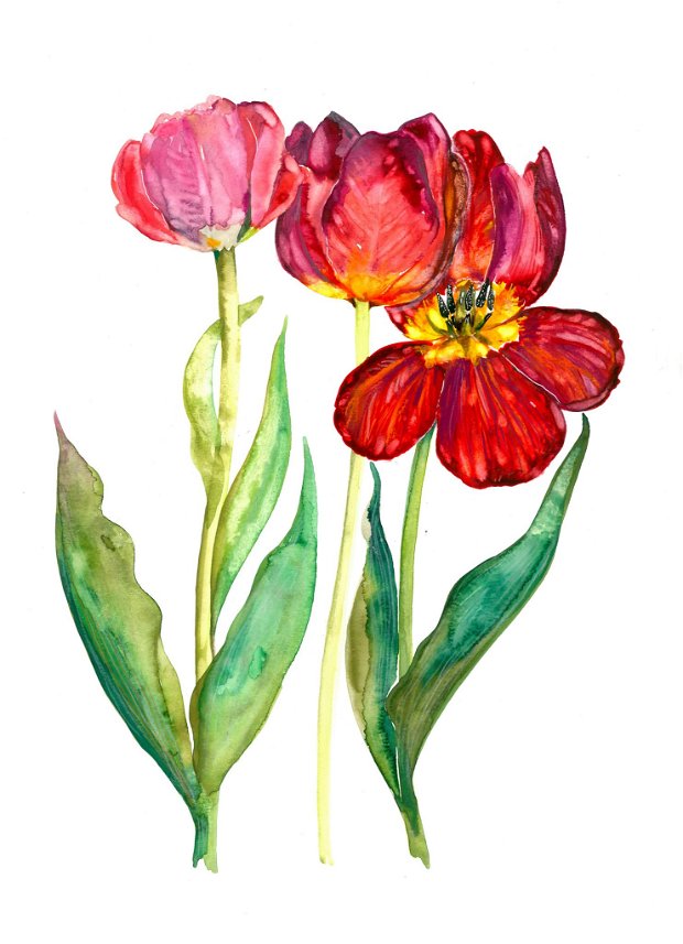 Lalele (Tulipa) - Pictura Originala in Acuarela - Nature & Colors Collection