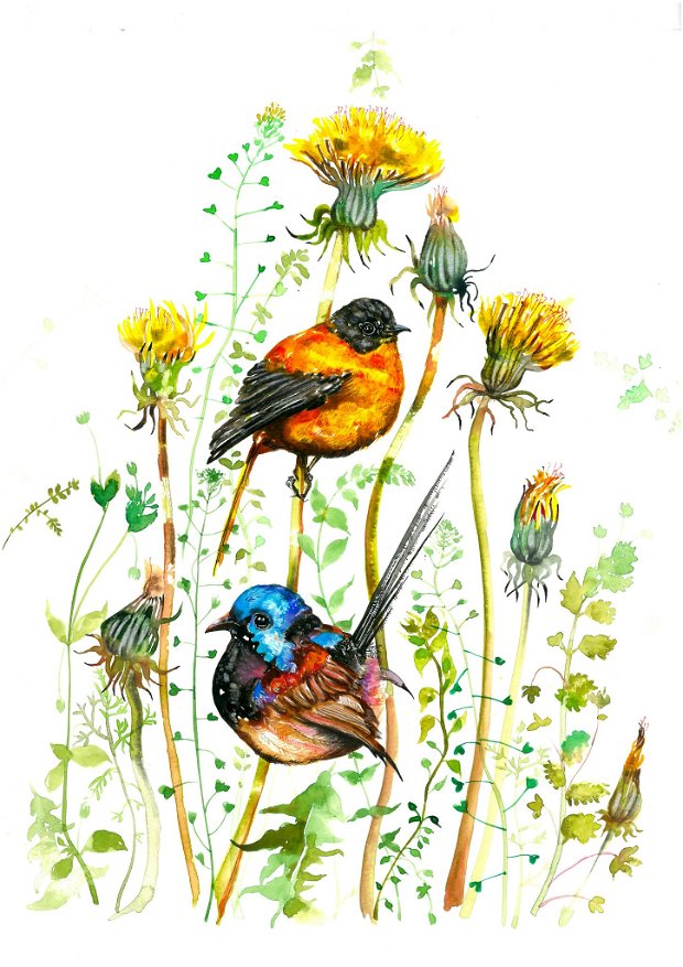 Păpădii (Taraxacum officinale) si Pasari - Pictura Originala in Acuarela - Nature & Colors Collection