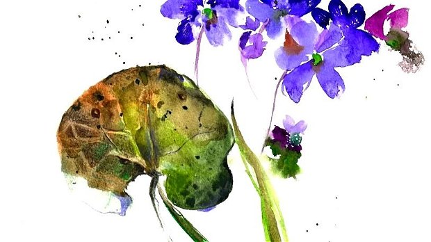 Tablou Studiu Botanic "Crucea voinicului "(Hepatica transsilvanica) - Nature And Colors Collection