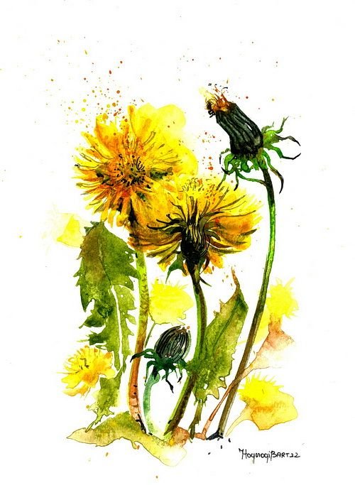 Păpădii (Taraxacum officinale) - Pictura Originala in Acuarela - Nature & Colors Collection