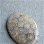 Caboson coral fosil (C104)