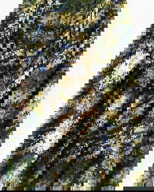 fusta cu pliuri inflorata , 42