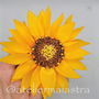 brosa floarea-soarelui handmade 3D, brosa floare, accesorii femei, bijuterii cadou