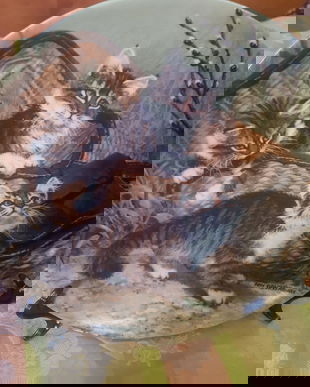 Farfurie deco pt iubitorii de pisoi