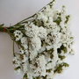 Buchet flori statice Albe (Limonium sinuatum),30 g/buchet-40 cm