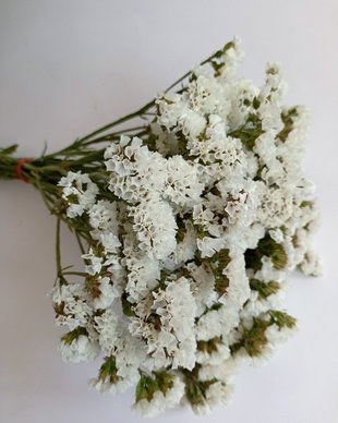 Buchet flori statice Albe (Limonium sinuatum),30 g/buchet-40 cm
