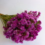 Buchet flori statice Roz (Limonium sinuatum),30 g/buchet-40 cm