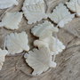 Frunzulite sidef, 33x30 mm