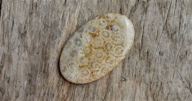 Cabochon coral fosil, 45x27 mm