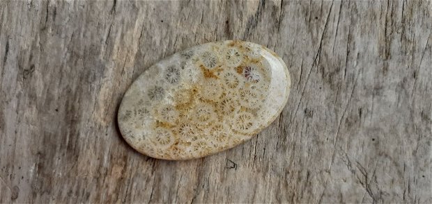 Cabochon coral fosil, 45x27 mm