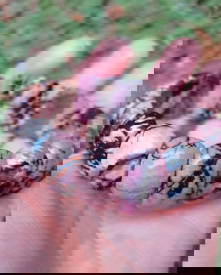 Bratara Rodonit fatetat - BR1078 - bratara elastica, bratara cadou, bratara pietre semipretioase, cadou romantic, cadou sotie, cristale vindecatoare