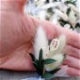 Cocarde nuntă-flori naturale uscate, Alb Verde