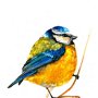 Tablou Pitigoi (Cyanistes caeruleus) - Pictura originala in acuarela - Birds Collection