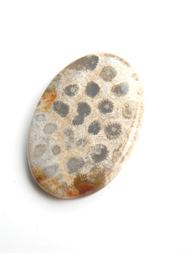 Caboson coral fosil (M21-2)