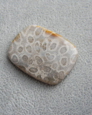 Caboson coral fosil (M22)